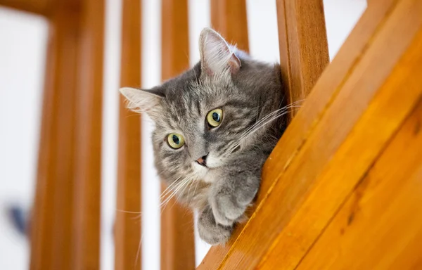 Gray siberian cat control home from stairs