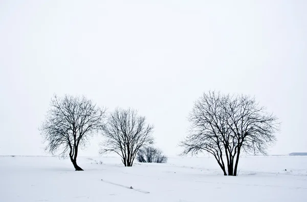 Snow desert with trees, loneliness and sadness, grey mood