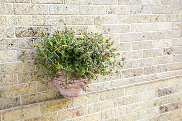 Pot with flowers hanging on a brick wall