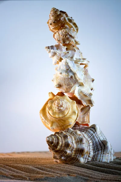 Sea Shells Seashells, sea shells from beach - panoramic - with l