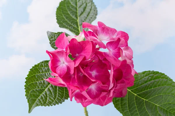 Pink flower hydrangea on blue background.