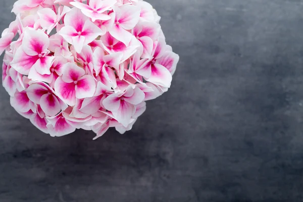 Pink flower hydrangea on blue background.