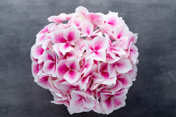 Pink flower hydrangea on blue background.