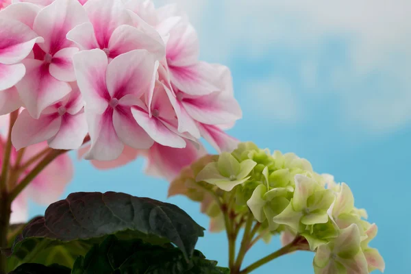 Pink flower hydrangea on blue background.