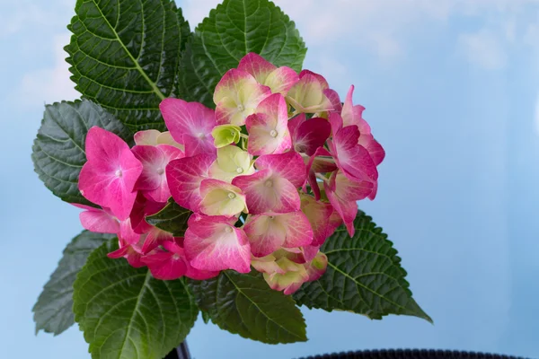 Pink flower hydrangea on blue background.