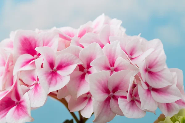 Pink flower hydrangea on blue background.