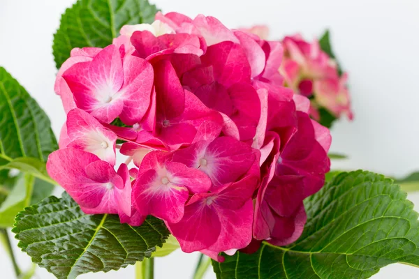 Pink flower hydrangea on blue background.