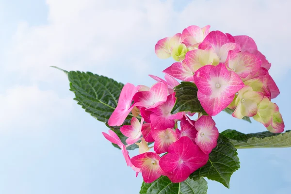 Pink flower hydrangea on blue background.