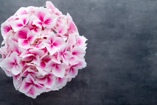 Pink flower hydrangea on blue background.