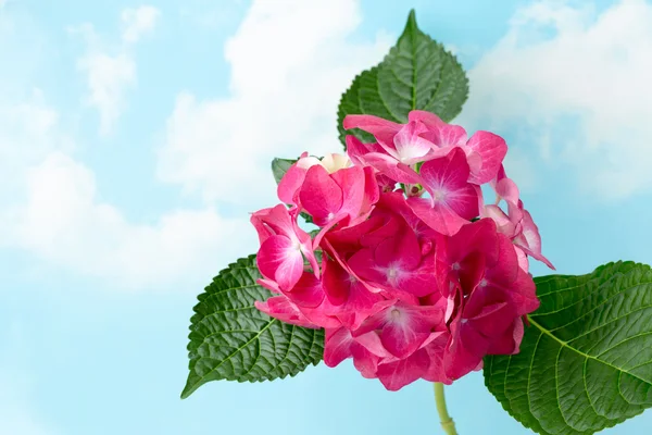 Pink flower hydrangea on blue background.