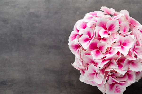 Pink flower hydrangea on blue background.