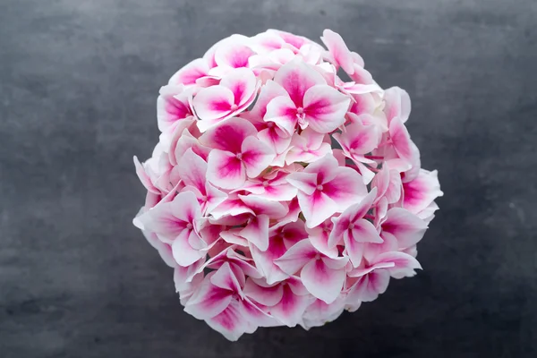 Pink flower hydrangea on blue background.