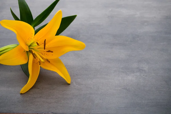 Lily flower with buds on a gray background.