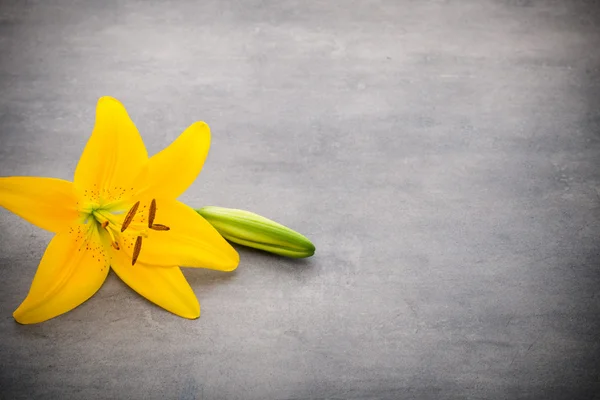 Lily flower with buds on a gray background.