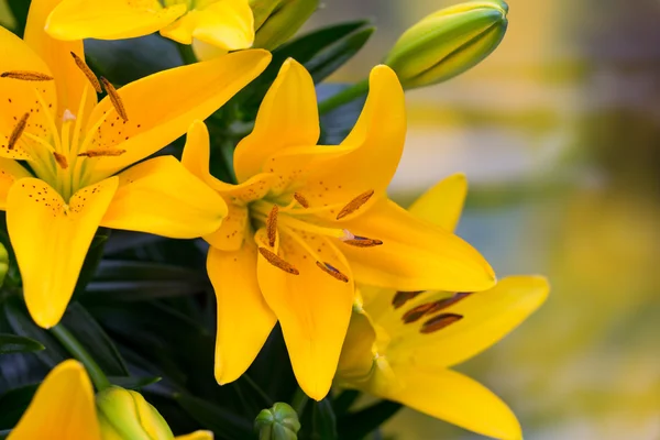 Lily yellow flower with buds on a gray background.