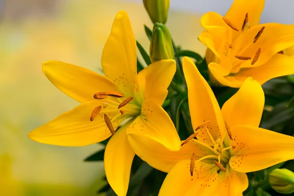 Lily yellow flower with buds on a gray background.