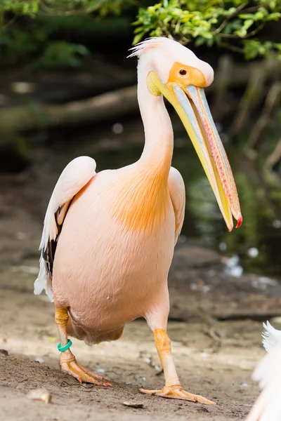 Pelican. Big bird on the beautifyl.