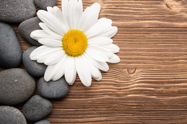 Spa stones. Balanced spa stones with camomile flower and wooden  background.