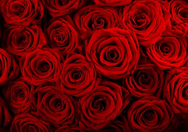 Natural roses background