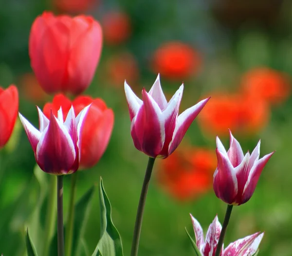 Art tulips