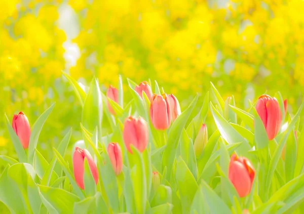 Art tulips