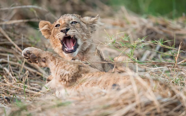 Lion cub resting on the yellow grass