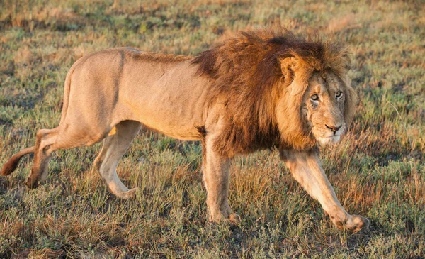 Walking big Lion. The lion