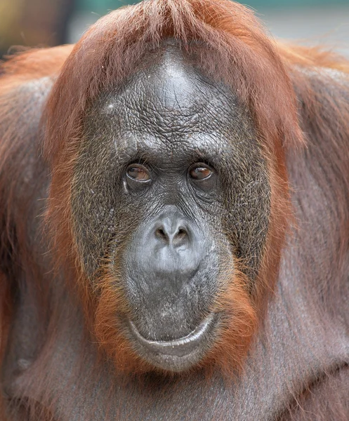 A close up portrait of the orangutan.