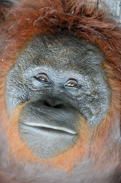A close up portrait of the orangutan.