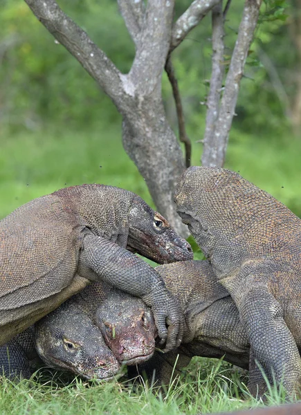The Komodo dragon dragons fight for prey.