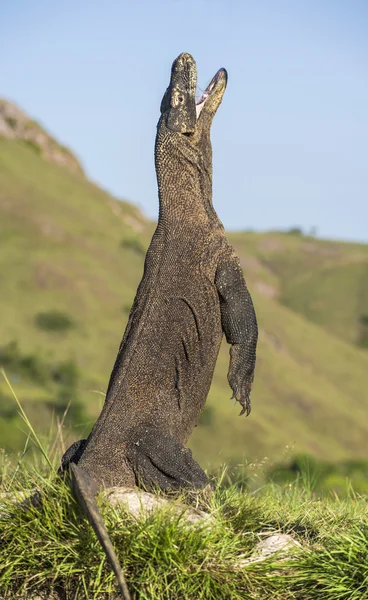 Komodo dragon stands on its hind legs