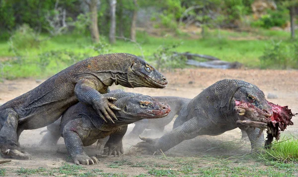 The Komodo dragon dragons fight for prey.