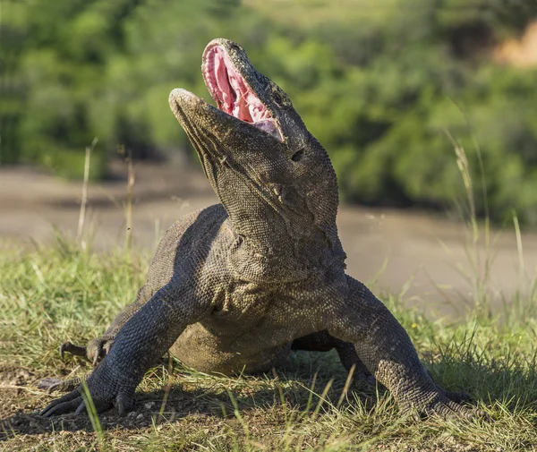 The Komodo dragon ( Varanus komodoensis )