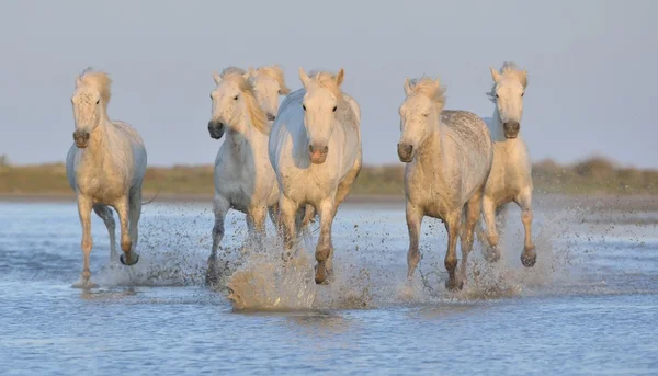 Horses running on the water .