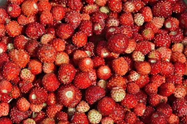 Wild strawberries background