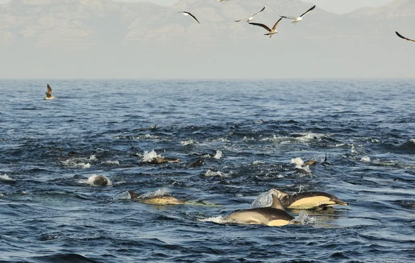 Group of dolphins, swimming