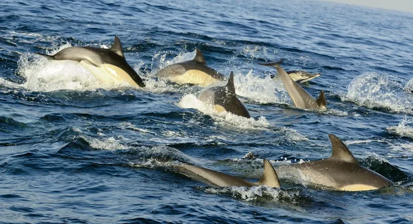 Group of dolphins, swimming