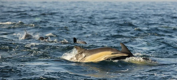 Group of dolphins, swimming