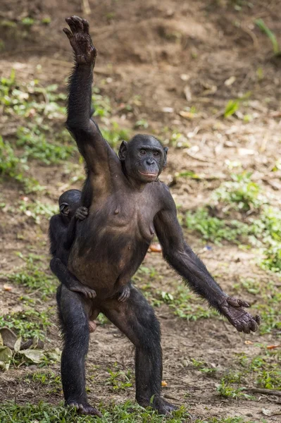 Chimpanzee Bonobo mother with child
