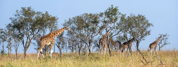 The giraffes walks on savanna. Uganda.