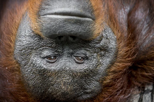 A close up portrait of the orangutan