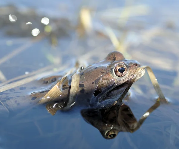 He common frog (Rana temporaria)