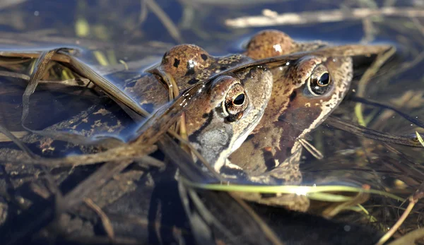 Copulation of The common frog