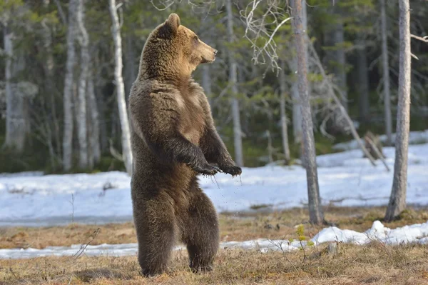 Brown bear  standing on his hind legs