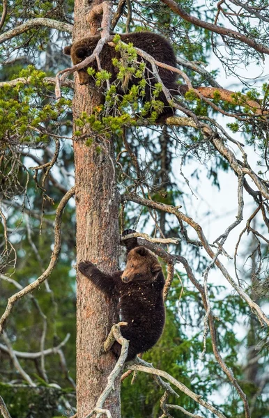 Bear-cubs have climbed on Pine tree