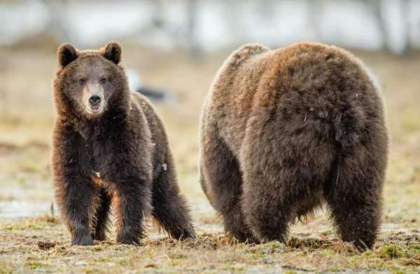 She-bear and Bear-cub on a bog