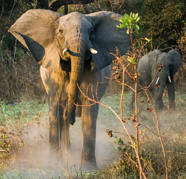 Angry African bush elephants