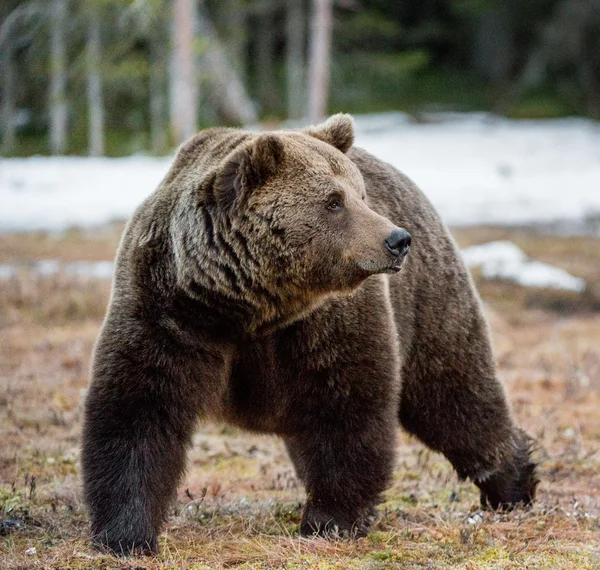 Adult male Brown Bear