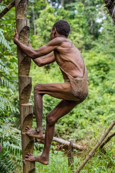 Papuan of Korowai tribe climbs into house on tree