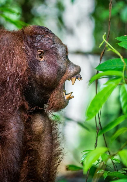 Bornean orangutan with open mouth
